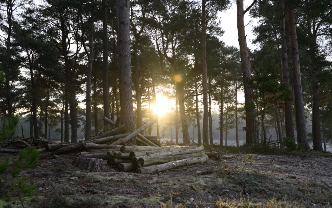 Customs and Constitutions