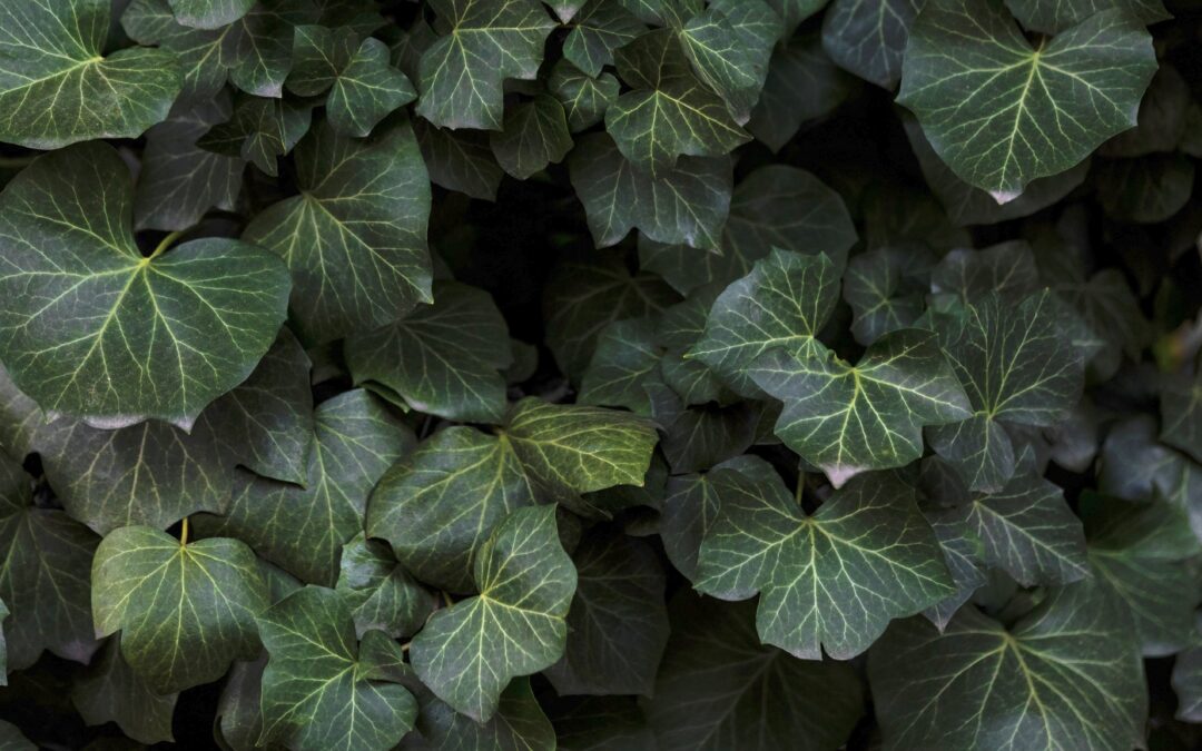 Introducing New Senior Fellows