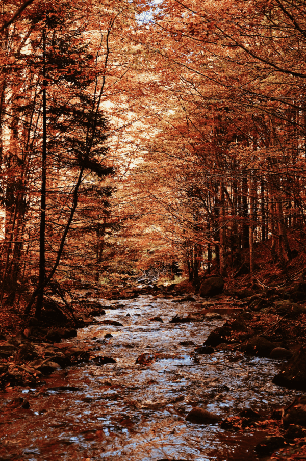 Pilgrim at Tinker Creek - Image 3
